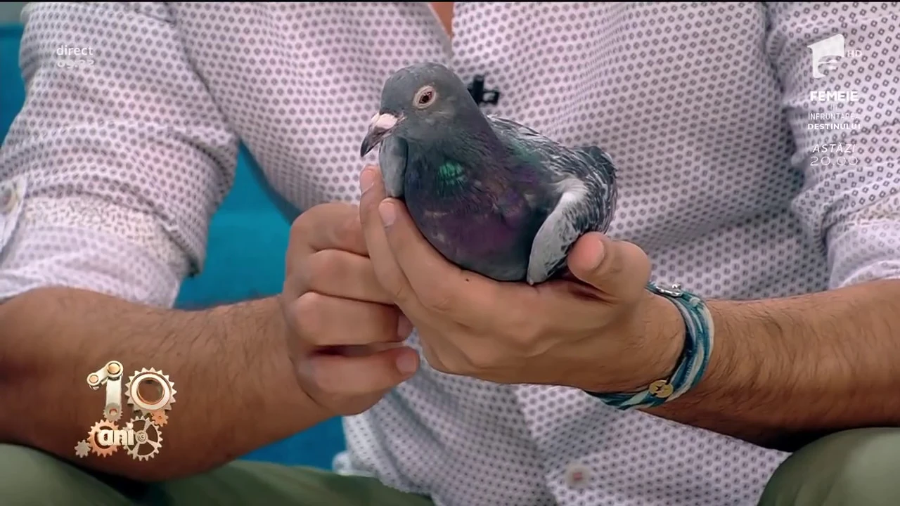 Răzvan Simion caută ajutor pentru un porumbel rănit care face parte din FRSC
