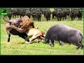 Lagu 165 Horrific Moments When Deadly Horns Crush Predators | Animal Fight
