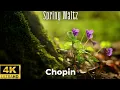 Download Lagu Frédéric Chopin Spring Waltz 2 Hours: Enjoy the Most Relaxing Classical Music