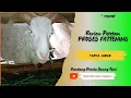 Lagu REVIEW PETET PELIHARAAN FATTENING DI KANDANG