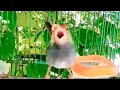 Download Lagu Suara pikat anti zonk PRENJAK KEPALA Merah jantan gacor NGOTOT ngalun FIGHTER