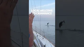 Welcomed by dolphins #windedvoyage #sailinglifestyle #africa #senegal #casamance