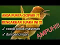 Download Lagu Suara cicipadi merah gacor cocok untuk master dan pancingan