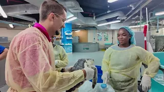Atlantis Bahamas Lucky the Turtle Release
