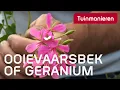 Download Lagu De ooievaarsbek of geranium.. Huh? Geranium? | Tuinmanieren