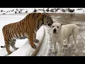 Download Lagu Funniest Confused Pets Compilation | Funny Pet Videos