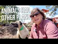Download Lagu Livestock guardian dogs surprised me! 
