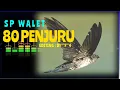 Download Lagu suara panggil walet- II SP WALET INDUKAN TANPA NOISE