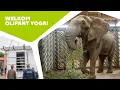 Lagu 🐘 EEN STIER VAN 6000 KILO! | Een nieuwe olifant in Ouwehands Dierenpark