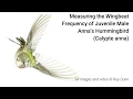 Download Lagu Analyse van de vleugelslagen van kolibries