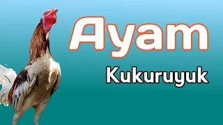 Suara Ayam Berkokok