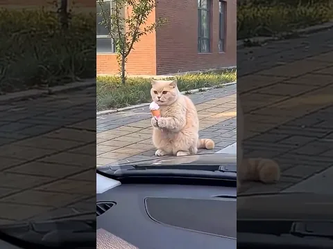 Gatito: No Suelta su Helado 🍦 #gatos DIVERTIDOS