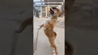 الغزالة رايقة رهيب اقسم بالله  الغزالة رايقة رهيب اقسم بالله