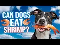 Can Dogs Eat Shrimp Risks Benefits