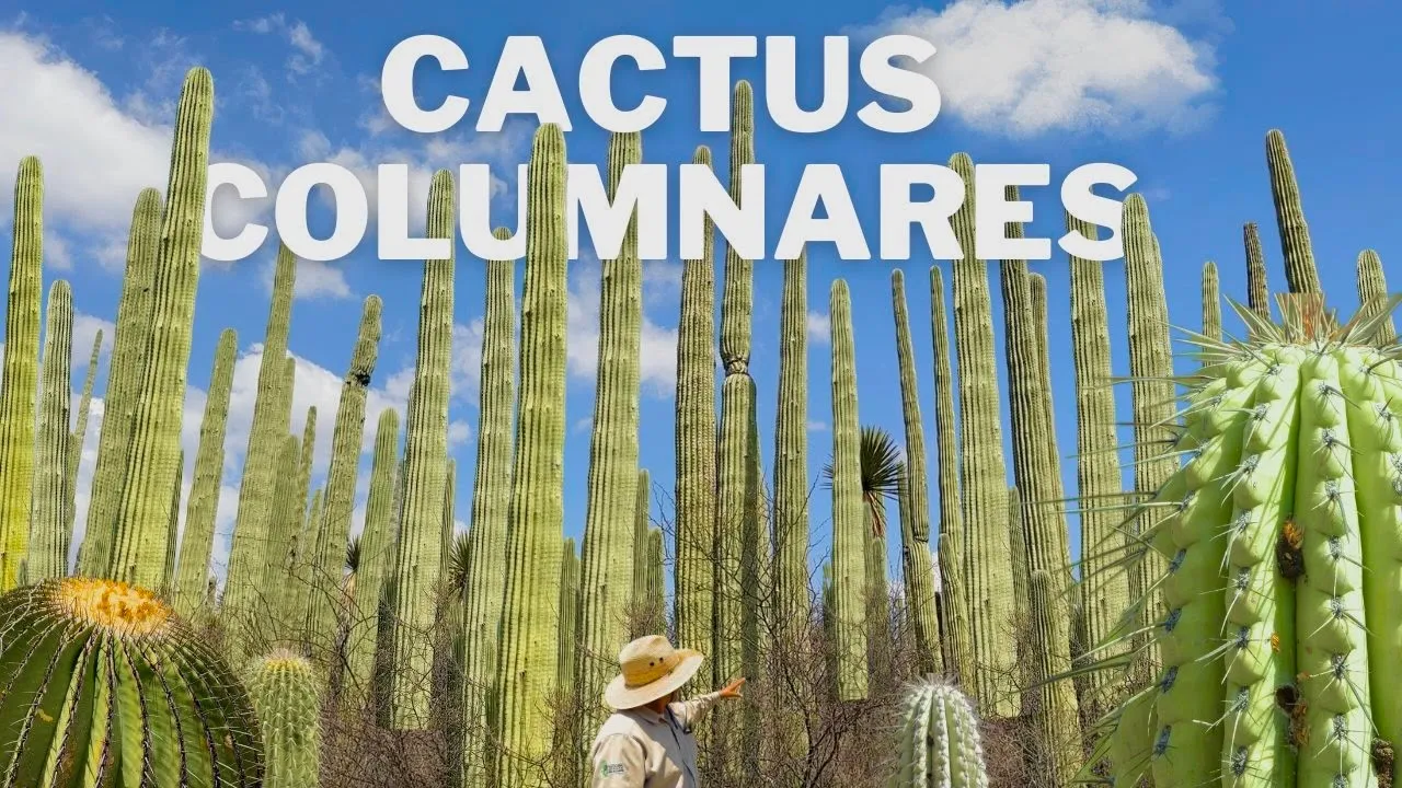 Los Cactus Columnares del Valle de Tehuacán - Puebla 🌵🌵