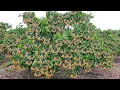Download Lagu How To Increase Longan Production - Spraying San To Force Longan Tree To Flower - Easy And Effective