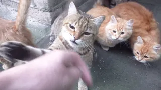 5 Kittens and Angry cat is aunt