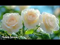 Download Lagu Красивая мелодия🌺 Одна из самых волшебных и трогательных весенних мелодий🌿Сергей Грищук