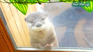 [元ネタ] 【ストライキ】キッチン解体にぷんぷん怒るカワウソ！タオルを振り回して猛抗議…!