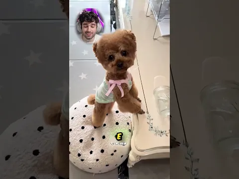 A cachorrinha mais fofa