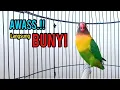 Download Lagu Lovebird Ngekek Panjang AMPUH Memancing BUNYI, HITUNGAN MENIT Lovebird Semula Bisu Langsung NYAUT