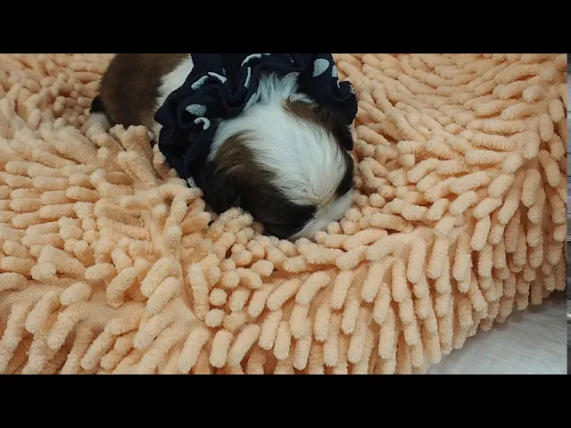 動画