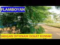Download Lagu Pohon Flamboyan (Delonix regia)