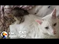 Abandoned Cat Was Antisocial Until A Tiny Kitten Forced Him To Play With Her The Dodo Cat Crazy