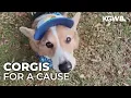 Crowd of corgis congregate for a good cause in Northwest Portland park