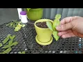 Quick and Easy Way to Propagate Christmas or Thanksgiving Cactus Zygocactus Cuttings