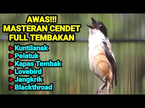 Download MP3 MASTERAN CENDET TERBAIK!!FULL MATERI KUNTILANAK PELATUK KAPAS TEMBAK JANGKRIK BLACKTHROAD LOVEBIRD