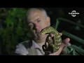 EMPREINTE - Trafic de la biodiversité : les geckos en danger !