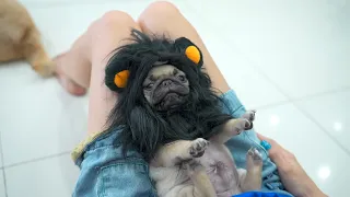 Lần Đầu Cho Báo Tập Bơi - Pug