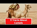 17 Facts About Camels Global Facts