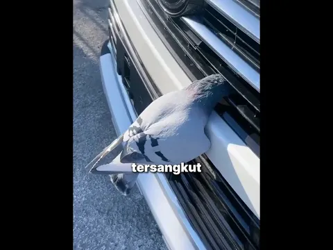 Menolong Merpati yang Tersangkut 💕🐦