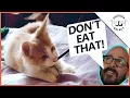 How to Stop Your Kitten Chewing Tips Toys