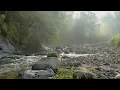 Download Lagu 30 MINUTES Forest Nature Sounds and Birds Singing for Deep Sleep | Relaxation, Meditation, Studying