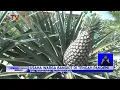 Lagu Bangkitkan Ekonomi, Warga Sumut Budi Daya Nanas Raja Seberat 10 Kg - BIS 03/05