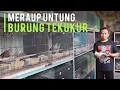 Download Lagu Cara Sukses Ternak Burung Tekukur Hias, Bisa Untung Ratusan Juta