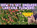 This One Simple Step Will Keep Your Lantana Blooming All Season