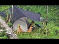 Lagu Camping Di Guyur Hujan Deras Dan Petir Ditemani anjing Setia - Pondok Lama Roboh Tertimpa Pohon