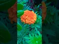 Download Lagu #music #pop #levitating #lyrics #everyone #indoorplantplantnursery #marigoldflowerplants #marigold
