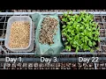 Download Lagu Easyest Method To Grow Coriander At Home