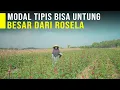 Download Lagu Rosela Tumbuhan Kaya Manfaat \u0026 Menguntungkan, Budidaya Mudah Hasil Olahan Rosela Banyak Peminatnya