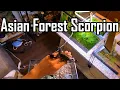 Download Lagu Watch This Video Before Handling Your Scorpion!