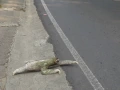 Download Lagu Three-toed sloth crossing the road in Costa Rica