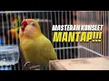 Download Lagu MASTERAN Lovebird Konslet Jantan Beres Mandi Pagi