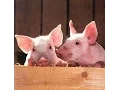 Show Pigs