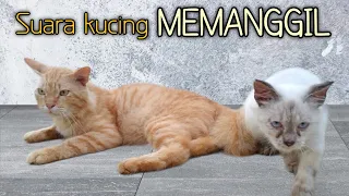 Download Suara Kucing Memanggil MP3