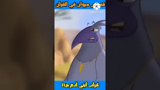 قصص حيوان في القرآن غراب ابني آدم الجزء 11  قصص حيوان في القرآن غراب ابني آدم الجزء 11
